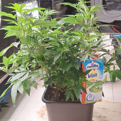 Banana krumble  growlog timeline photo
