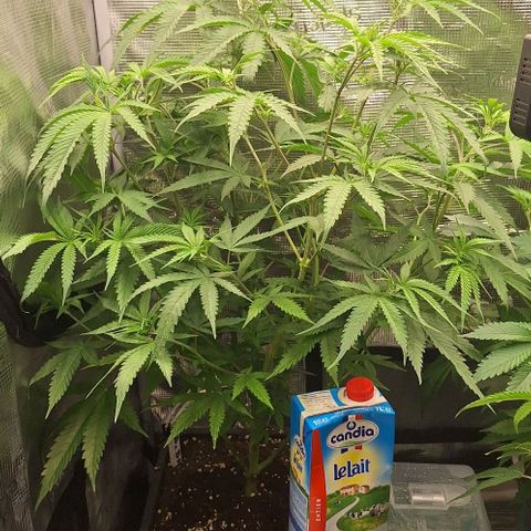 Bruised banana  growlog timeline photo