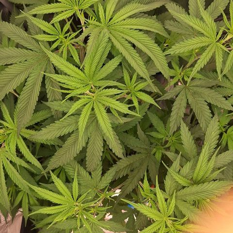 Bruised banana  growlog timeline photo