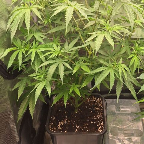 Bruised banana  growlog timeline photo