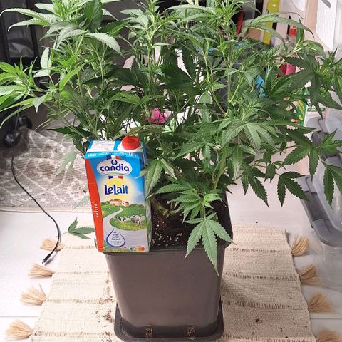 Génétique inconnue growlog timeline photo