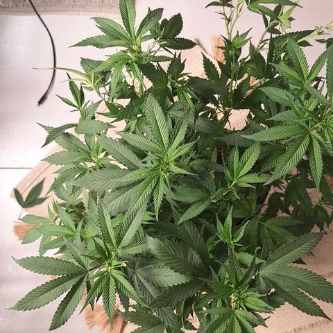 Génétique inconnue growlog timeline photo