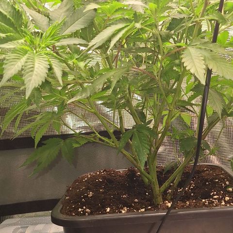 Bubblegum Blues growlog timeline photo