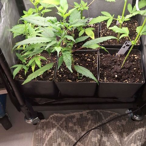 Bubblegum Blues growlog timeline photo