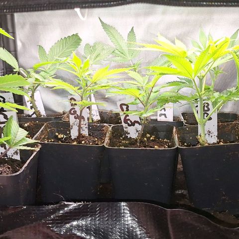 Bubblegum Blues growlog timeline photo