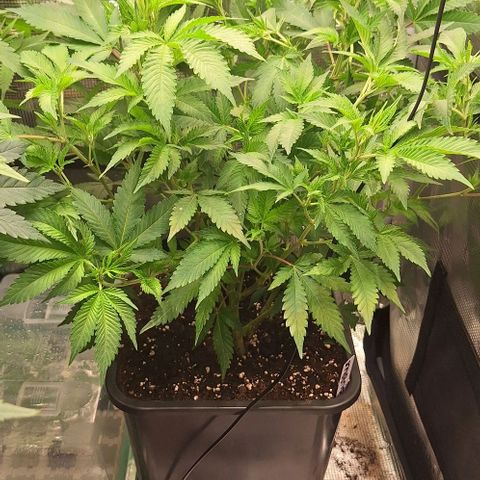 Bubblegum Blues growlog timeline photo