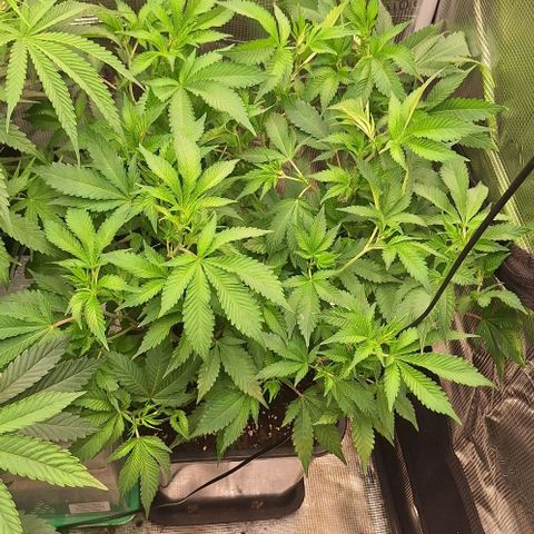 Bubblegum Blues growlog timeline photo