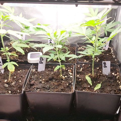 Bubblegum Blues growlog timeline photo