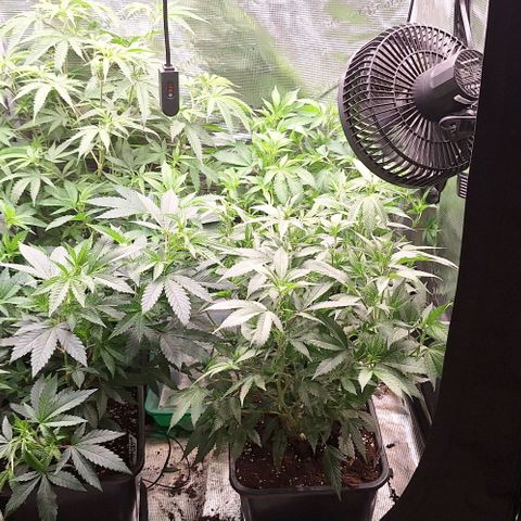 Bubblegum Blues growlog timeline photo