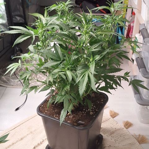 Génétique inconnue growlog timeline photo