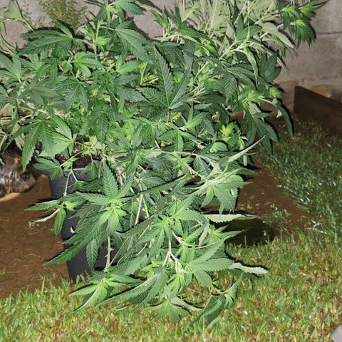 Banana krumble  growlog timeline photo