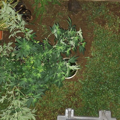 Banana krumble  growlog timeline photo