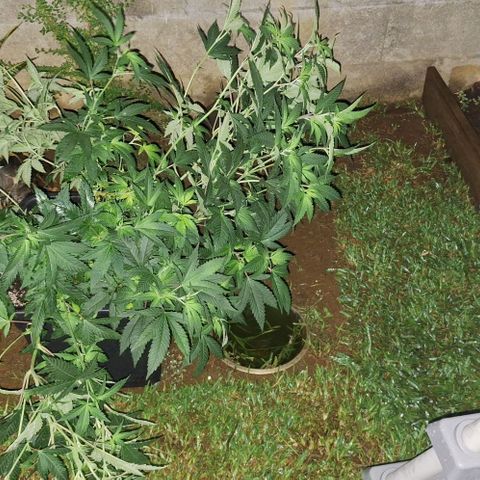 Banana krumble  growlog timeline photo