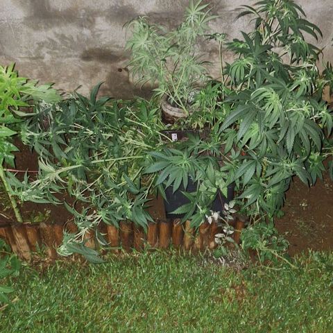Bruised banana  growlog timeline photo
