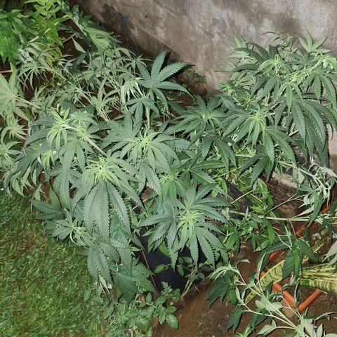 Bruised banana  growlog timeline photo