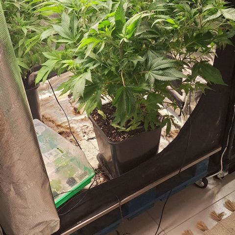 Bubblegum Blues growlog timeline photo