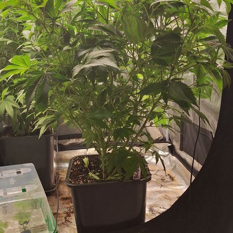 Bubblegum Blues growlog timeline photo