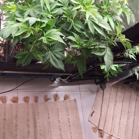 Bubblegum Blues growlog timeline photo