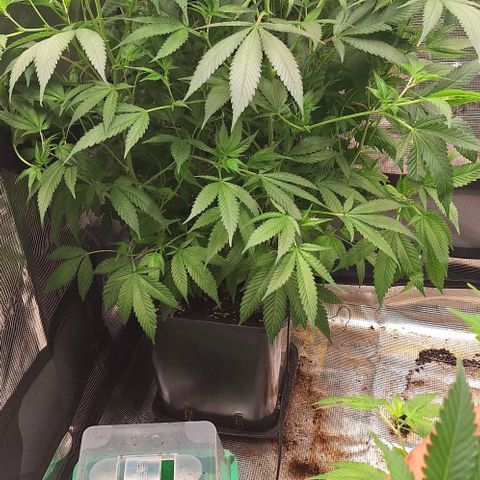 Génétique inconnue growlog timeline photo