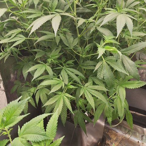 Génétique inconnue growlog timeline photo