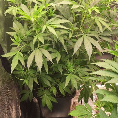 Génétique inconnue growlog timeline photo