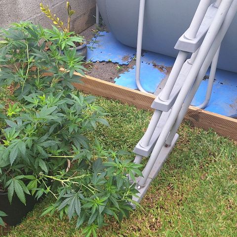 Banana krumble  growlog timeline photo