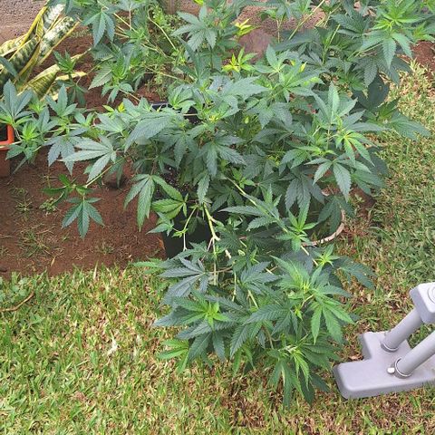 Banana krumble  growlog timeline photo