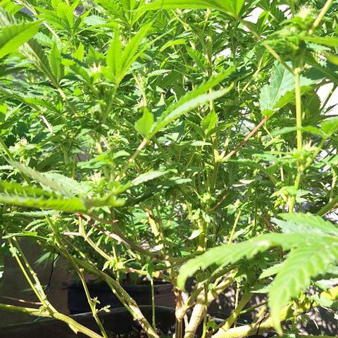 Banana krumble  growlog timeline photo