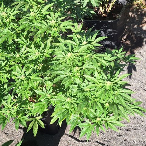 Banana krumble  growlog timeline photo