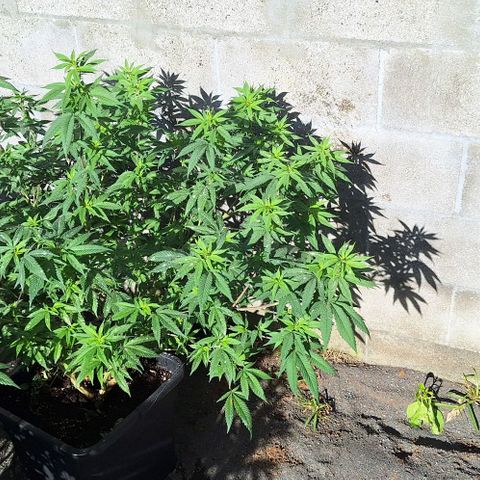 Génétique inconnue growlog timeline photo