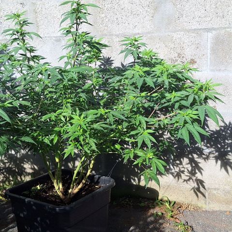 Génétique inconnue growlog timeline photo