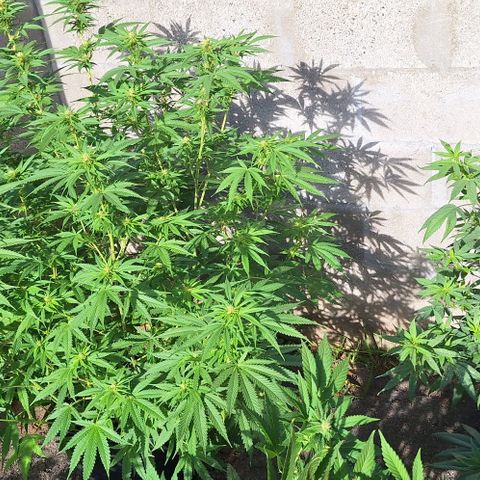 Bruised banana  growlog timeline photo