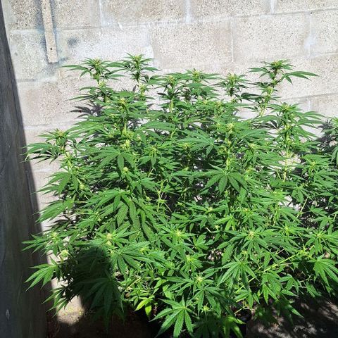 Bruised banana  growlog timeline photo