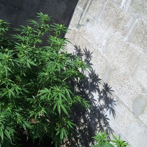 Bruised banana  growlog timeline photo