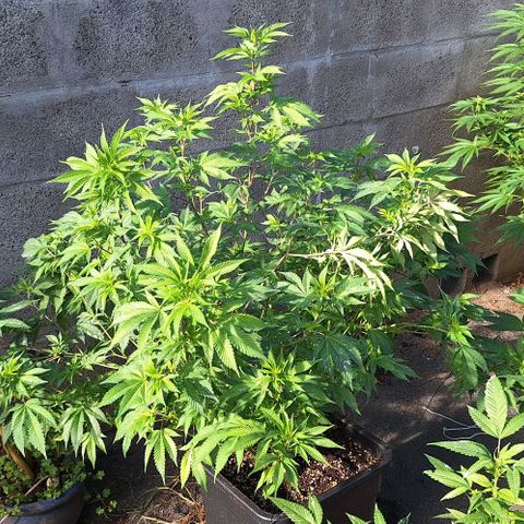 Bubblegum Blues growlog timeline photo
