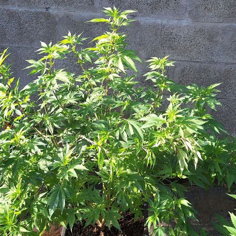Bubblegum Blues growlog timeline photo