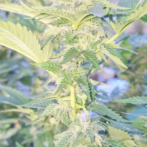 Banana krumble  growlog timeline photo
