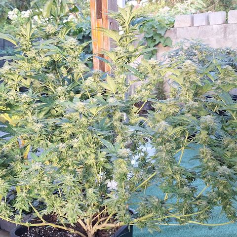 Banana krumble  growlog timeline photo