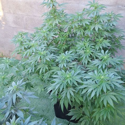 Bubblegum Blues growlog timeline photo