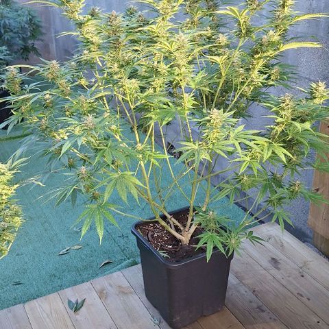 Bruised banana  growlog timeline photo