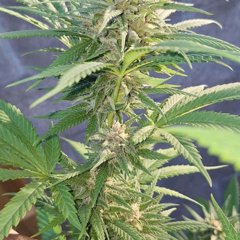 Bruised banana  growlog timeline photo
