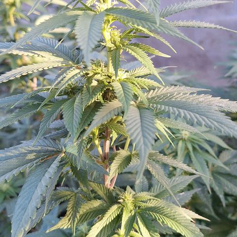 Génétique inconnue growlog timeline photo