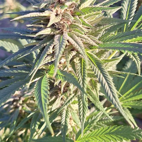 Bruised banana  growlog timeline photo
