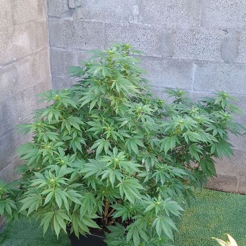 Bubblegum Blues growlog timeline photo