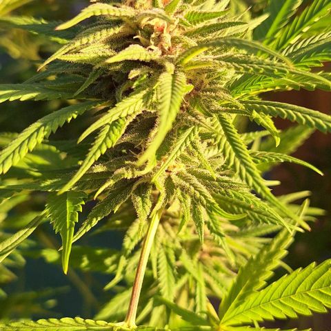 Bruised banana  growlog timeline photo