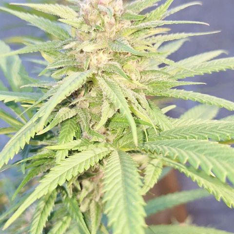 Bruised banana  growlog timeline photo