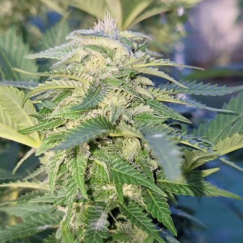 Banana krumble  growlog timeline photo