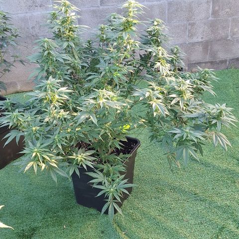Génétique inconnue growlog timeline photo