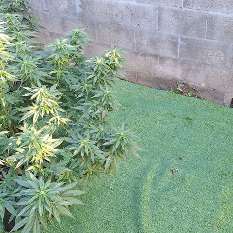 Génétique inconnue growlog timeline photo