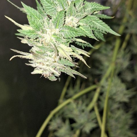 Banana krumble  growlog timeline photo